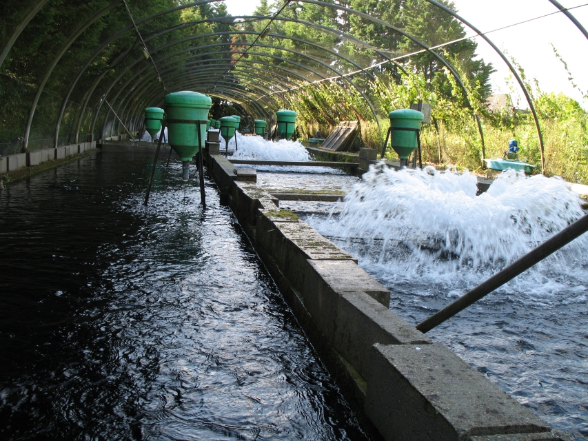 SCEA Le Dien Pisciculture