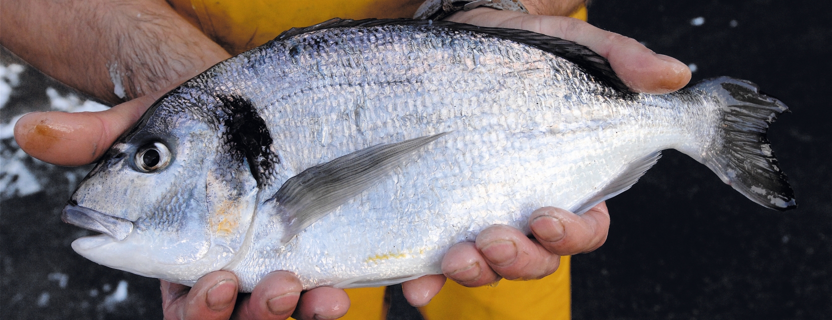 Syndicat des Pisciculteurs Hauts-de-France - SASU Aquanord Ichtus