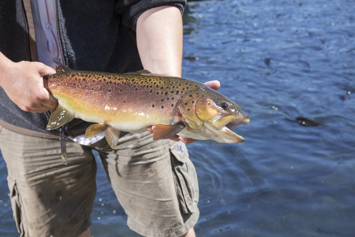 Syndicat des Pisciculteurs Hauts-de-France - Les piscicultures