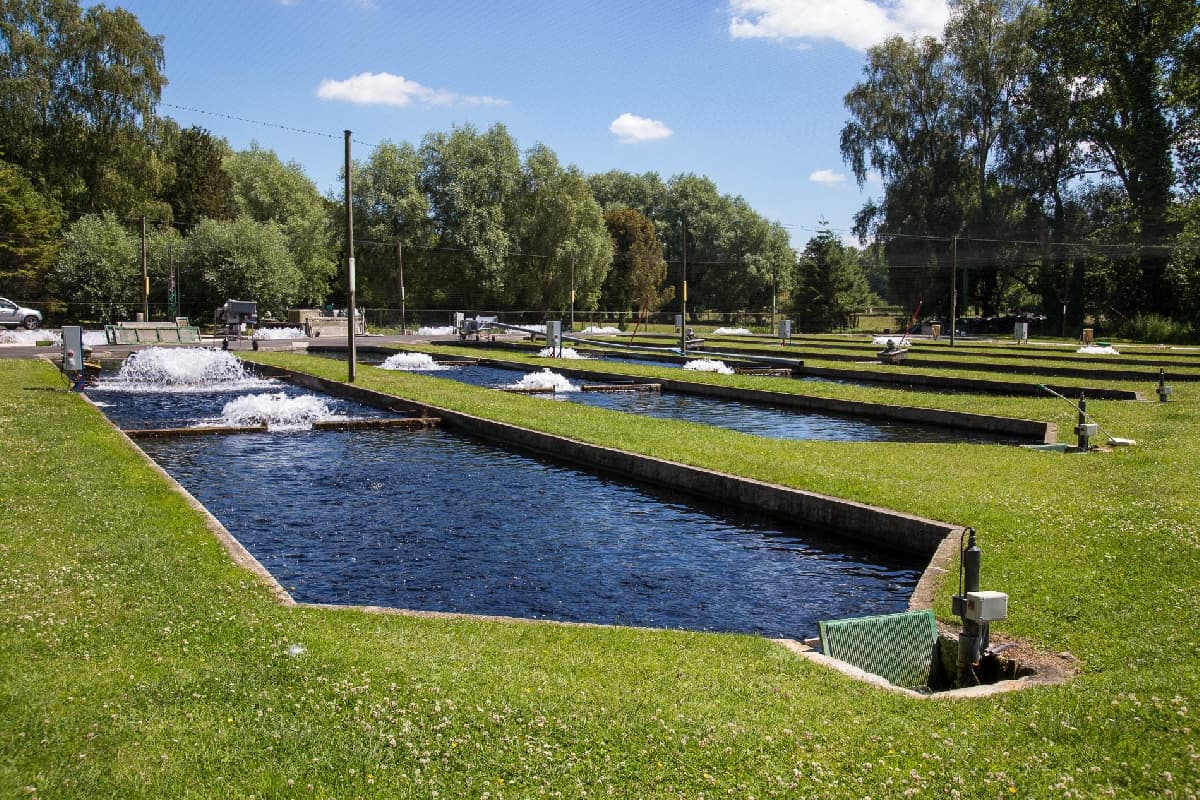 SCEA Jorgensen Piscicultures