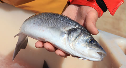 Syndicat des Pisciculteurs Hauts-de-France - Piscicultures eau de mer
