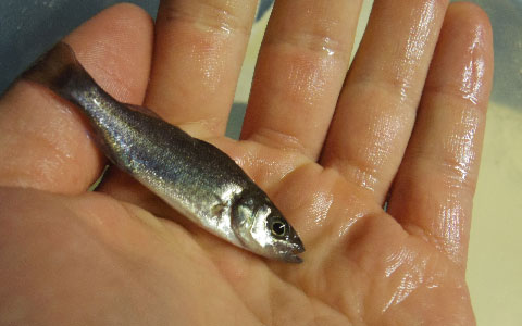 SASU Ecloserie Marine de Gravelines ichtus