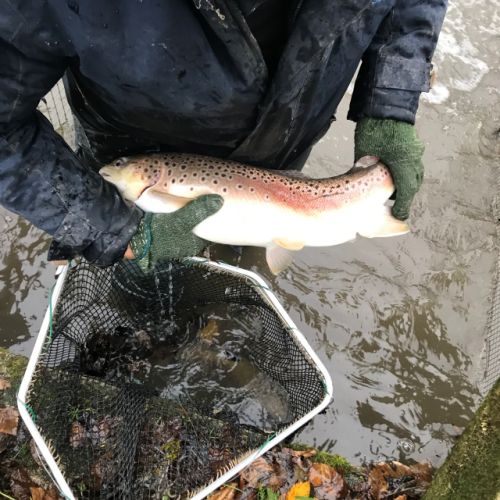 pisciculteurs-hdf-voulpaix-truite fario-2