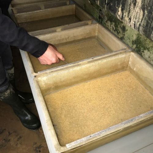 pisciculteurs-hdf-voulpaix-œufs de truites-1