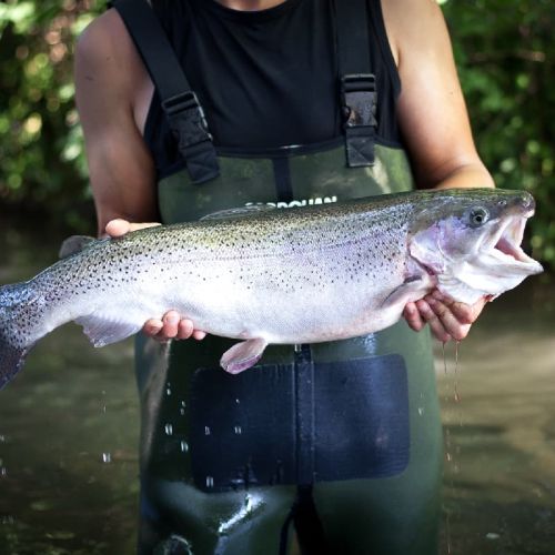 pisciculteurs-hdf-cleret-monchel-truite arc en ciel-1
