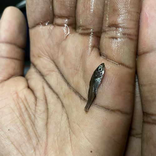 pisciculteurs-hdf-alevin bars-2