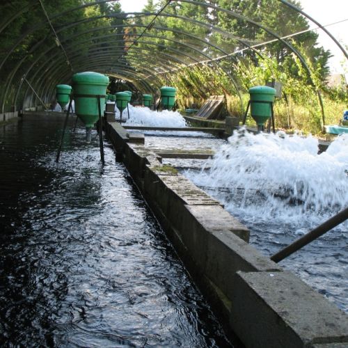 pisciculteurs-hdf-le dien-3