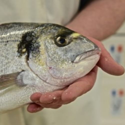 pisciculteurs-hdf-Daurade en main-2