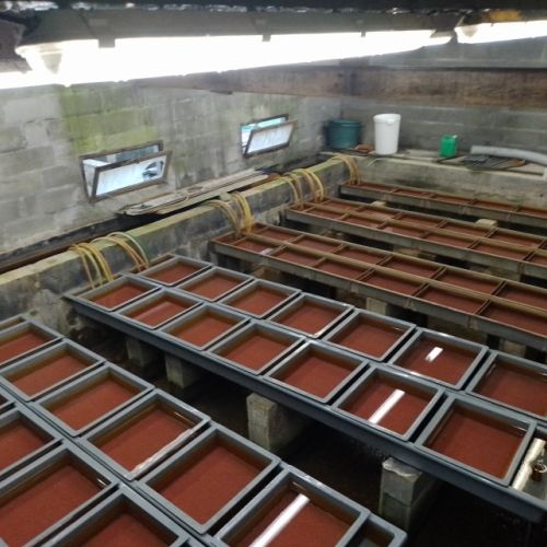 pisciculteurs-hdf-le dien-écloserie-1