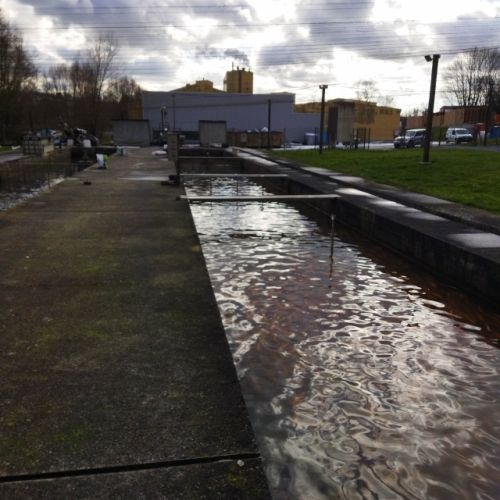 pisciculteurs-hdf-pierru-fontaines lès versins-1