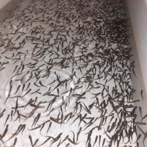 pisciculteurs-hdf-le boisle-alevins de truites-1