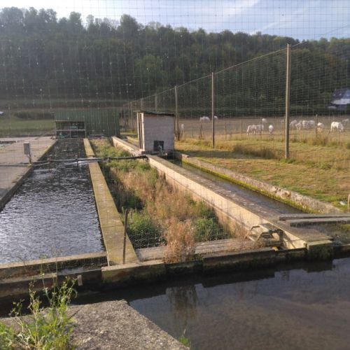 pisciculteurs-hdf-le bléquin-affringues-6