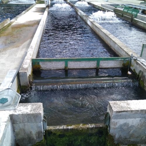 pisciculteurs-hdf-scea jorgensen-machiel-2