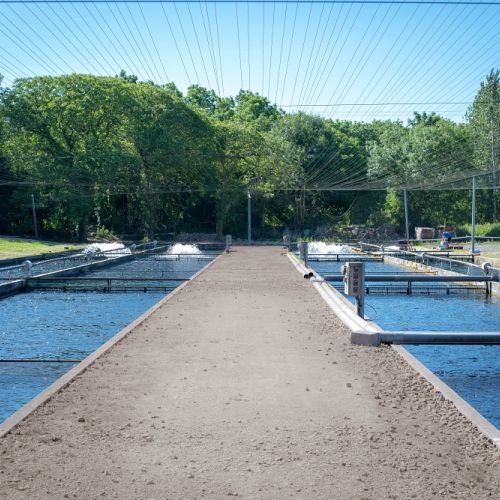 pisciculteurs-hdf-mont saint vaast-6