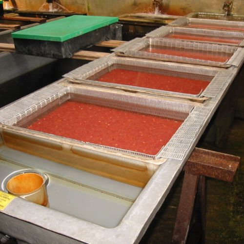 pisciculteurs-hdf-la selle-loeuilly-oeufs truites-1