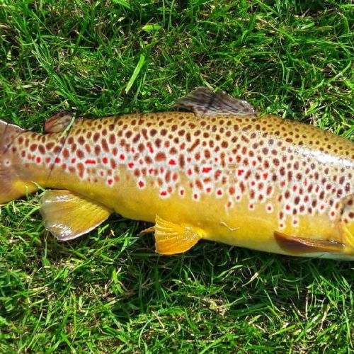 pisciculteurs-hdf-bulles-truite fario-3