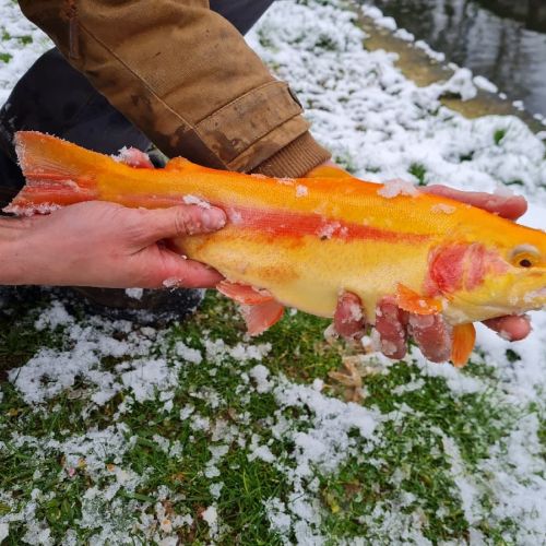 pisciculteurs-hdf-fac-truite arc en ciel gold-1