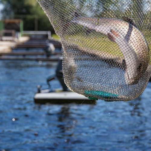 pisciculteurs-hdf-scea jorgensen-drucat-4