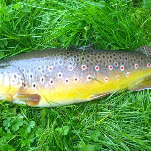 pisciculteurs-hdf-poix de picardie-truite fario-1