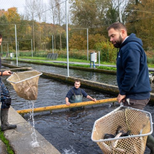 pisciculteurs-hdf-airaines-10