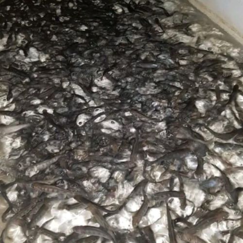 pisciculteurs-hdf-le boisle-alevins de truites-2