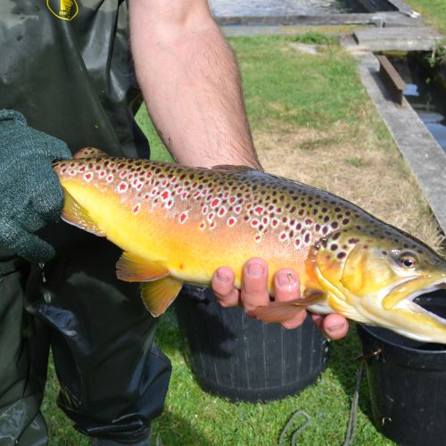 pisciculteurs-hdf-bulles-truite fario-4