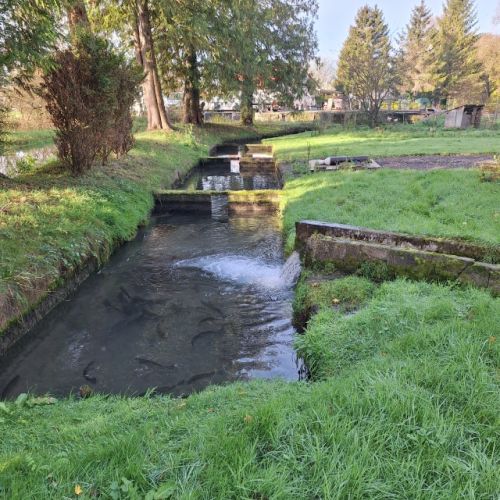 pisciculteurs-hdf-ternoise-10