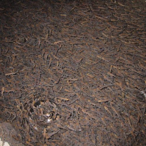 pisciculteurs-hdf-ternoise-alevins truites-2