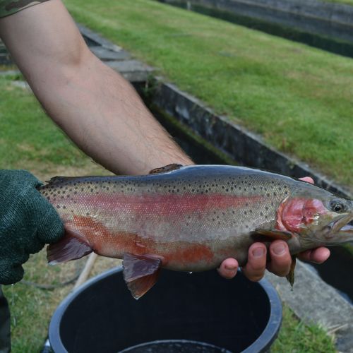 pisciculteurs-hdf-bulles-truite arc en ciel-2