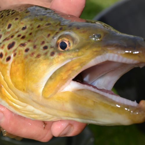 pisciculteurs-hdf-bulles-truite fario-1