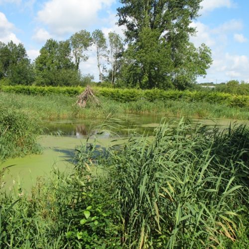 pisciculteurs-hdf-le dien-2