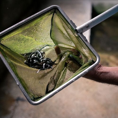 pisciculteurs-hdf-mont saint vaast-alevins-2