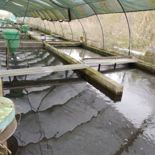 pisciculteurs-hdf-le dien-6