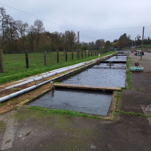 pisciculteurs-hdf-le bléquin-lumbres-3