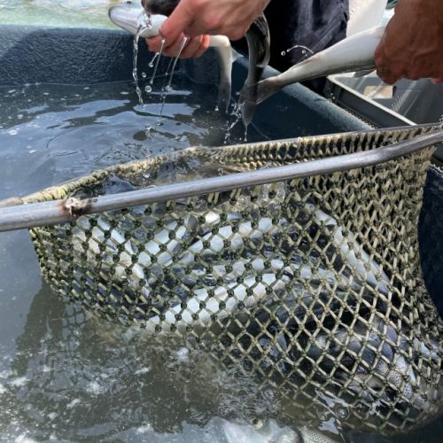 pisciculteurs-hdf-aquanord-2-pêche