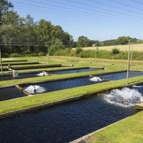 pisciculteurs-hdf-scea jorgensen-drucat-6