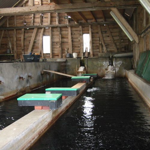 pisciculteurs-hdf-la selle-loeuilly-alevinage-1