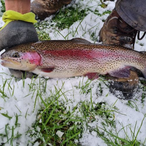 pisciculteurs-hdf-fac-truite arc en ciel-1