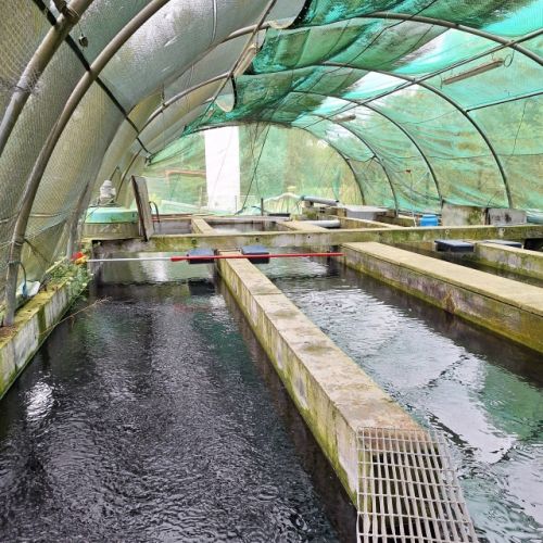 pisciculteurs-hdf-HDF pisciculture-gézaincourt-2