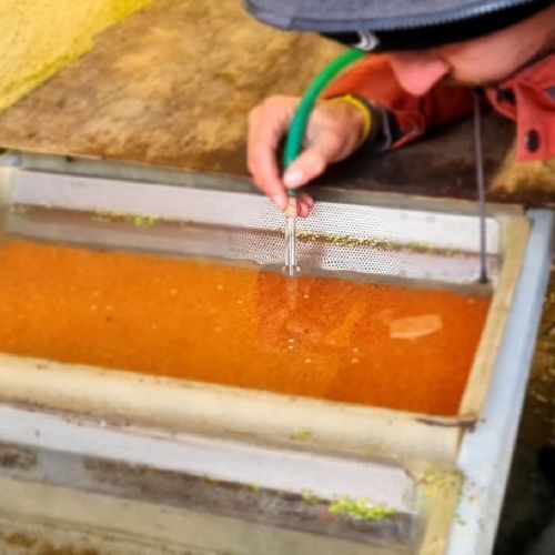 pisciculteurs-hdf-fac-œufs de truites-1