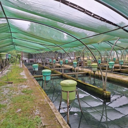 pisciculteurs-hdf-HDF pisciculture-gézaincourt-1