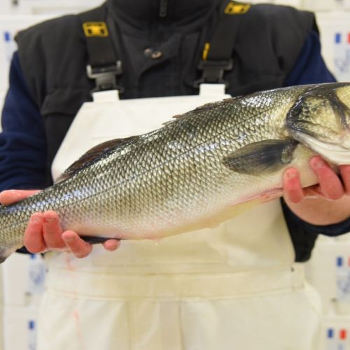 pisciculteurs-hdf-Bar en main