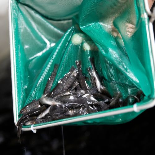 pisciculteurs-hdf-moulin du roy-alevins de tuites-1