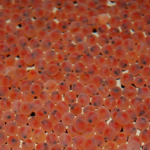 pisciculteurs-hdf-cleret-monchel-oeufs de truites-1