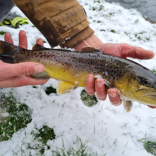 pisciculteurs-hdf-fac-truite fario-1