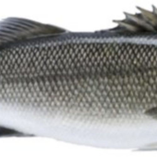 pisciculteurs-hdf-Bar