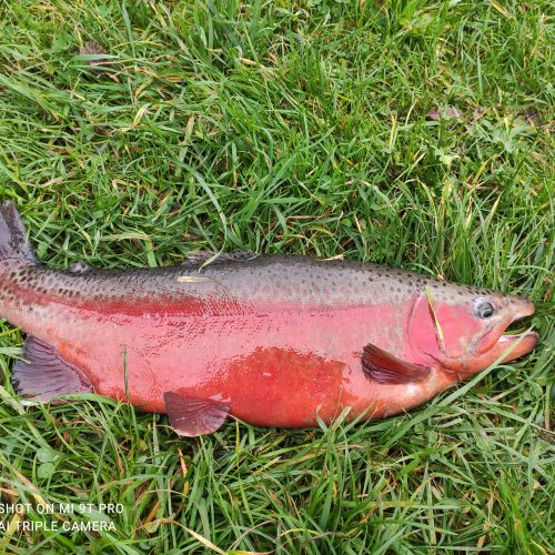pisciculteurs-hdf-bulles-truite arc en ciel-1