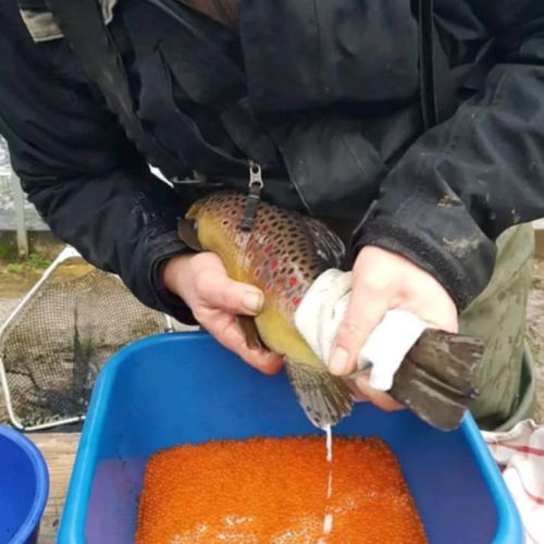 pisciculteurs-hdf-le boisle-œufs de truites-1