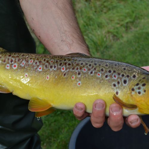 pisciculteurs-hdf-bulles-truite fario-2