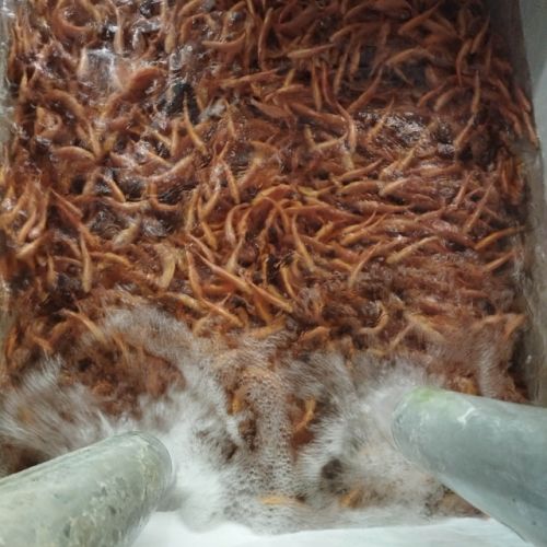 pisciculteurs-hdf-ternoise-alevins truites-1